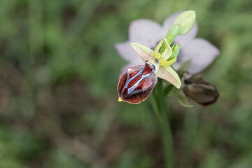Magnificent orchids in the wild