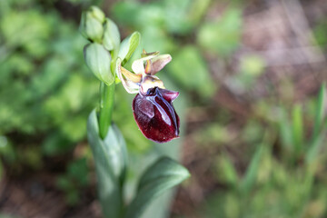 Magnificent orchids in the wild