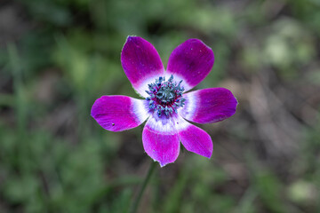 Anemone. Isolated beautiful blue anemone flower
