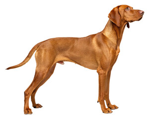 Vizsla Dog Transparent background PNG
