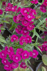 Sweet flora william blooming petals Red flowers background, Dianthus barbatus, beautiful Dianthus...