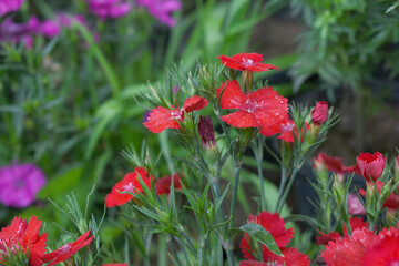 Obraz premium Sweet flora william blooming petals Red flowers background, Dianthus barbatus, beautiful Dianthus flower closeup in garden, Red Dianthus flower, Red flower, dianthus blooming in garden, closeup