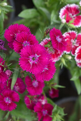 Sweet flora william blooming petals Red flowers background, Dianthus barbatus, beautiful Dianthus...