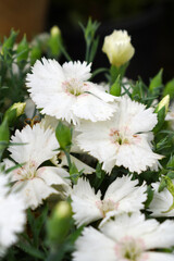 Sweet flora william blooming petals white flowers background, Dianthus barbatus, beautiful Dianthus flower closeup in garden, white Dianthus flower, white flower, dianthus blooming in garden, closeup