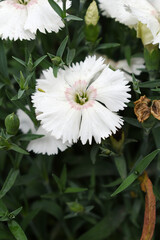 Sweet flora william blooming petals white flowers background, Dianthus barbatus, beautiful Dianthus...