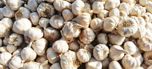 A pile of garlic open sell in Indian market.