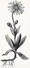 Arnica montana (Mountain Arnica, Bergwohlverleih) with flower and leaves, detailed vintage botanical drawing. Antique stylized illustration.