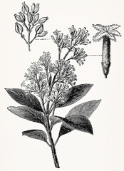 Cinchona calisaya (Yellow Cinchona Tree) with flower, fruit cluster, and fruit, vintage botanical engraving. Antique stylized illustration.
