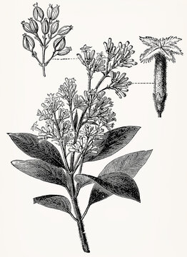 Cinchona calisaya (Yellow Cinchona Tree) with flower, fruit cluster, and fruit, vintage botanical engraving. Antique stylized illustration.