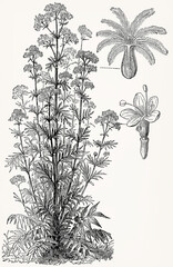 Valeriana officinalis (Valerian Plant) with flower and fruit, vintage botanical engraving in classic style. Antique stylized illustration.