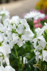 White Hoary Stock, White Hoary Stock or Matthiola Incana is a member of the Brassicaceae family of flowering plants. It's also commonly known as Brompton Stock, Common Stock, White flower in garden
