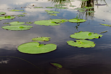 view of many lotus leaves on calm water surface with reflection of wild grass and sky.