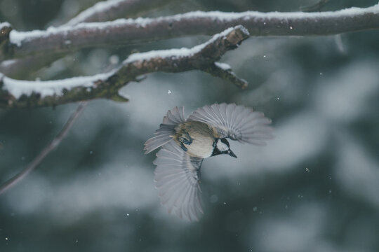 great tit parus major