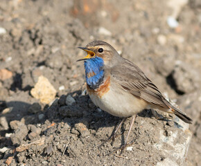 Bluethroat, Luscinia svecica. A male bird sings while sitting on the ground near the river