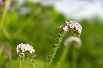 beautiful close-up view of the beautiful heliotropium indicum (Sangketan or Buntut Tikus in Indonesian), this beautiful wild grass often grows in yards or house yards