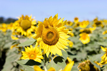 Fototapeta premium Field of blooming sunflowers on a background of blue sky. Oil production