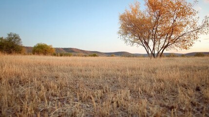 Fototapeta premium Field of golden wheat under a clear blue sky, peaceful rural landscape.