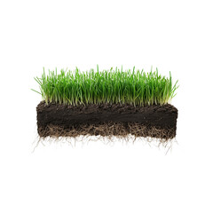 A section of grass with vibrant green blades, roots and soil structure, highlighting the plant's growth and health.
