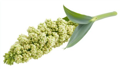 Obraz premium Closeup Of Green Grain Plant On White Background