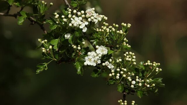 Hawthorn flowers, Crataegus monogyna in Spring. UK