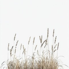 Fototapeta premium Closeup View Of Dry Grass Against A White Surface