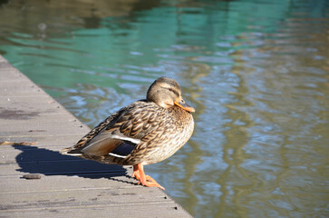 Ente auf Bootssteg