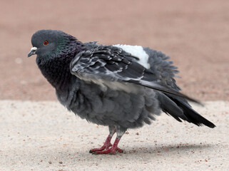 Side view of an urban pigeon fluffing its feathers on a park walkway. Selective soft focus.