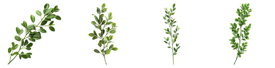 Naklejka premium Green boxwood branch Isolated on transparent background. PNG , Set of