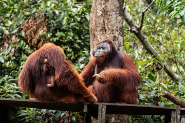 Orangutans relaxing on wooden platform in lush rainforest