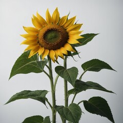 A wild sunflower with green leaves, white backdrop