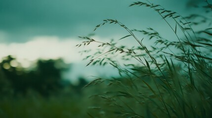 Obraz premium Green Grassy Field Under Cloudy Sky Nature Photography