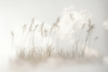 Obraz premium Misty field of tall grasses against a soft sky.