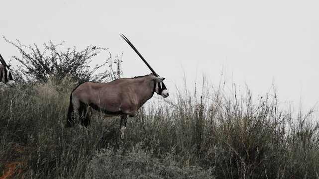 Gemsbok or Oryx, with spectacular antlers on a dune in the Kalahari in South Africa after the rain