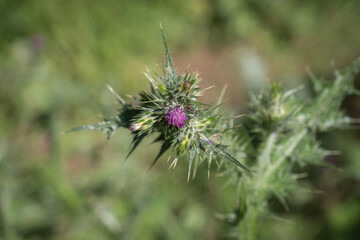 Milk Thistle blossom (Silybum marianum). grown in its natural environment. 