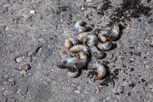 pędrak. Larwa, chrząszcz, majowego. Szkodnik, rolniczy. Grubs. May beetle larva.	