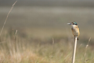 Sacred Kingfisher (Todiramphus sanctus) sitting on a post