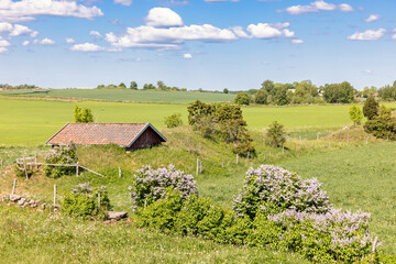 Obraz premium View at a country landscape with flowering Lilac flowers and a shed in the summer