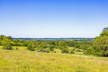 Fototapeta premium Wildflowers on a meadow in a beautiful landscape view in the summer