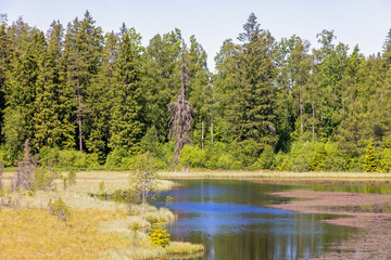 Obraz premium Wetland in a woodland in the summer