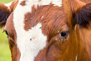 Close up at a cow with flies