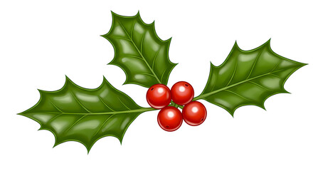 holly branch with glossy green leaves and three bright red berries