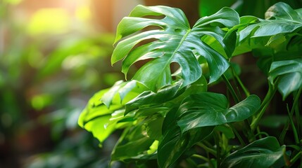 Obraz premium Lush Monstera and Philodendron Leaves in Natural Setting, Close-up Shot, Soft Sunlight Filtering Through, Tropical Atmosphere