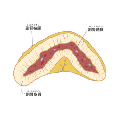 副腎の断面がわかりやすいイラスト