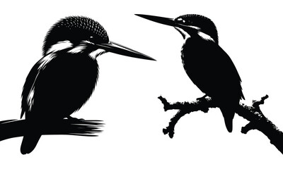 Kingfisher silhouette vector 