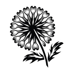 Black and White Dandelion Flower Blossom with Stem and Leaves, Isolated on White