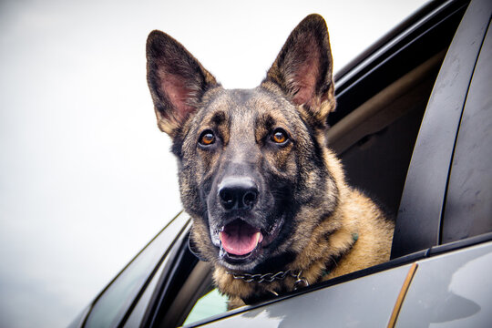 Close-up of a German shepherd dog leaning out of a car window