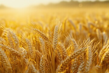 Fototapeta premium Golden wheat field bathed in sunset light, ripe and ready for harvest.