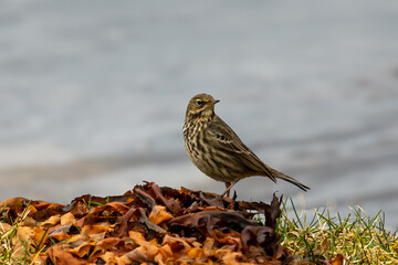 Rock Pipit (Anthus petrosus)