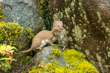Weasel (Mustela nivalis)