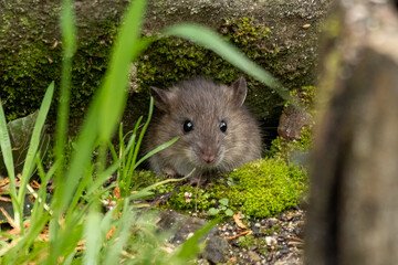 Bank Vole (Myodes glareolus)